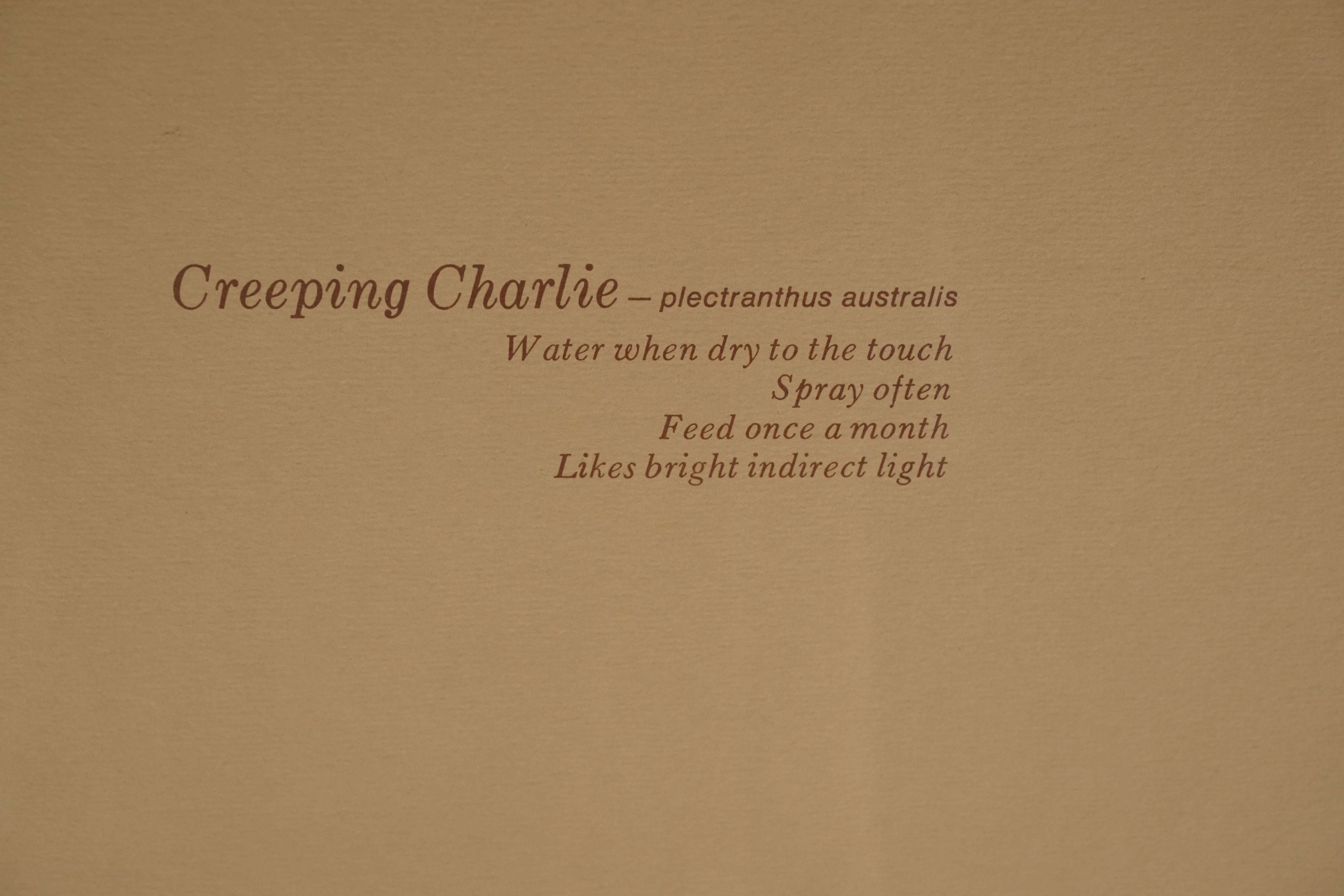 Aquarelle botanique « Creeping Charlie » - Marron Still-Life Painting par Babette Eddleston