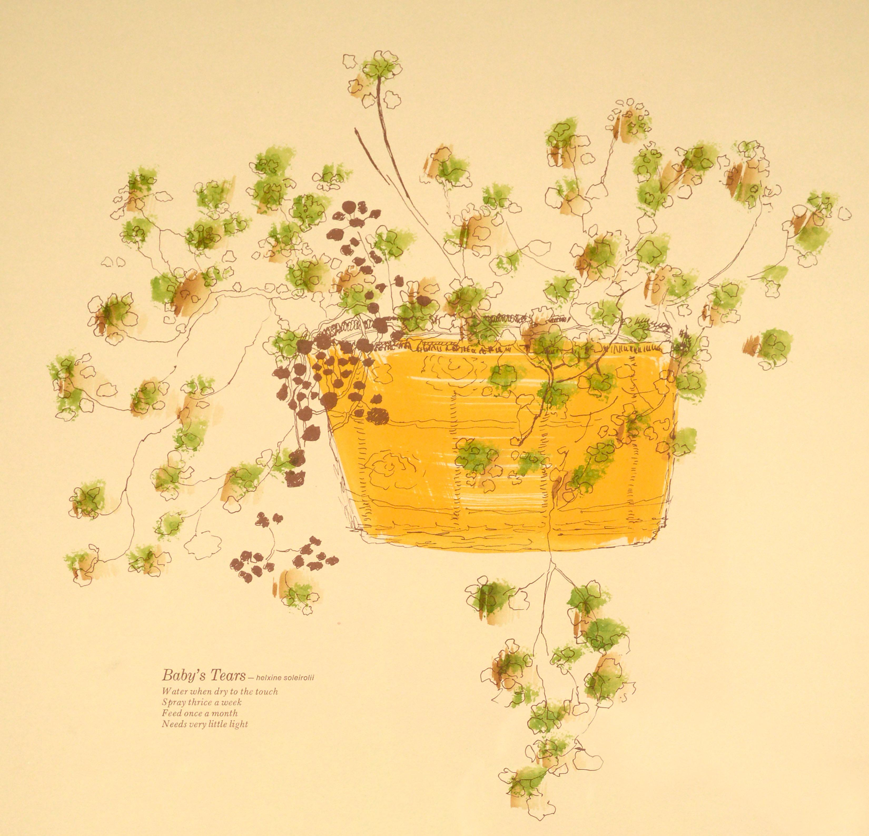 « Baby's Tears », sérigraphie botanique créée à la main dans les années 1970, 96/270 - Impressionnisme américain Print par Babette Eddleston