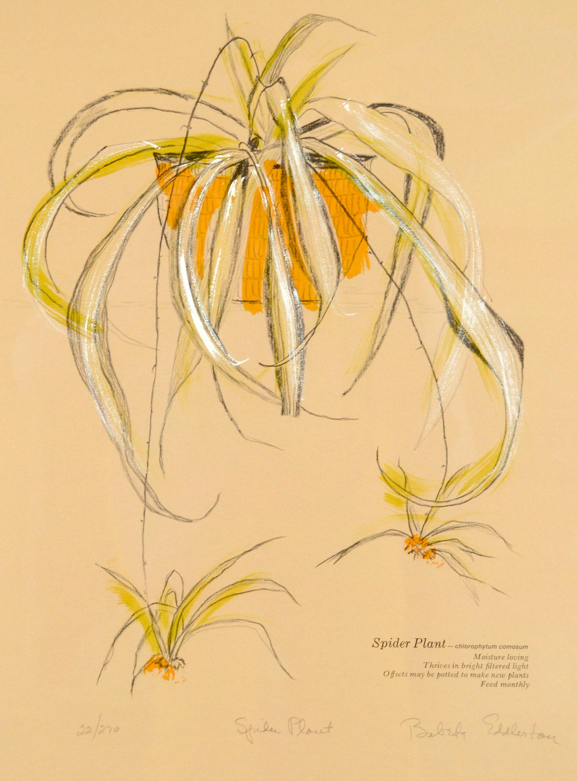 „Spider Plant“, handgefertigter botanischer Siebdruck aus den 1970er Jahren, 22/270 (Amerikanischer Impressionismus), Print, von Babette Eddleston