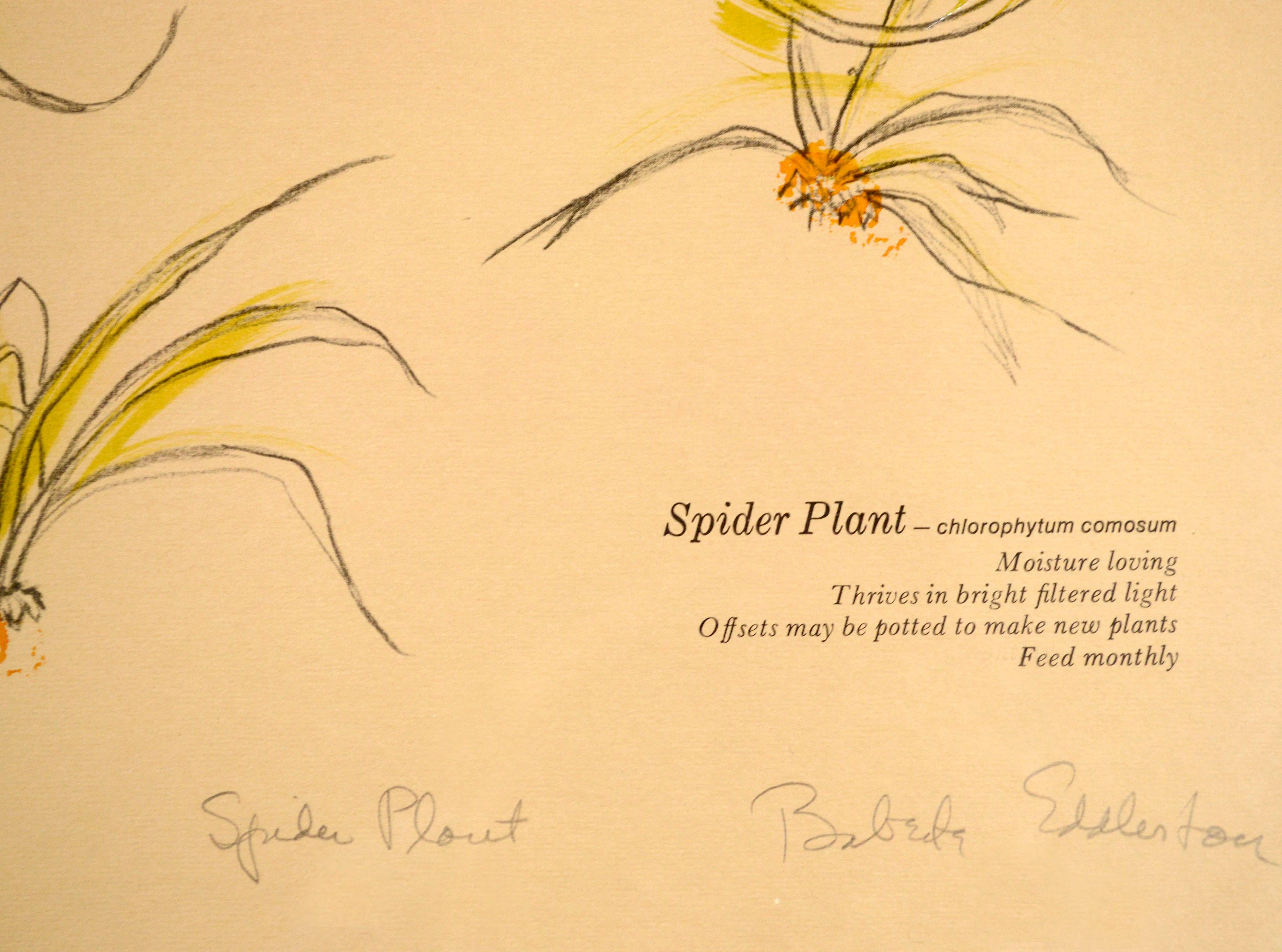 Sérigraphie botanique fantaisiste des années 1970, peinte à la main, représentant une plante araignée par Babette Joslyn Bauman Eddleston (américaine, 1922-1990). Cette sérigraphie en édition limitée comporte des éclaboussures de couleur peintes à