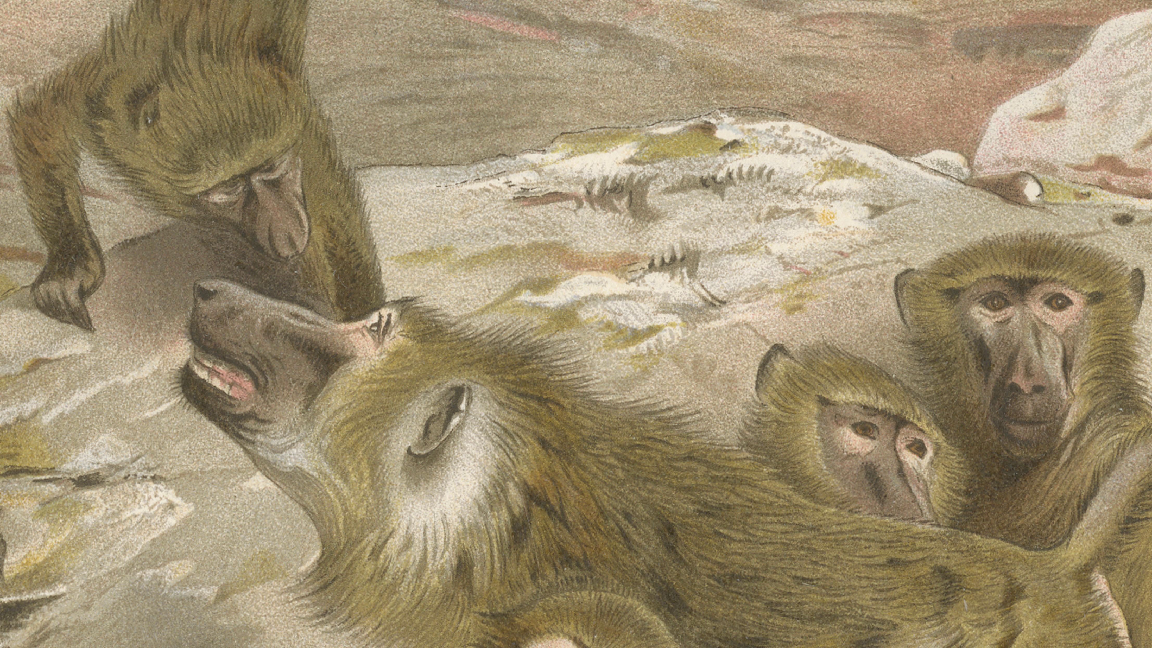 Baboons, Antique Primate Print, British Natural History Illustration 1894