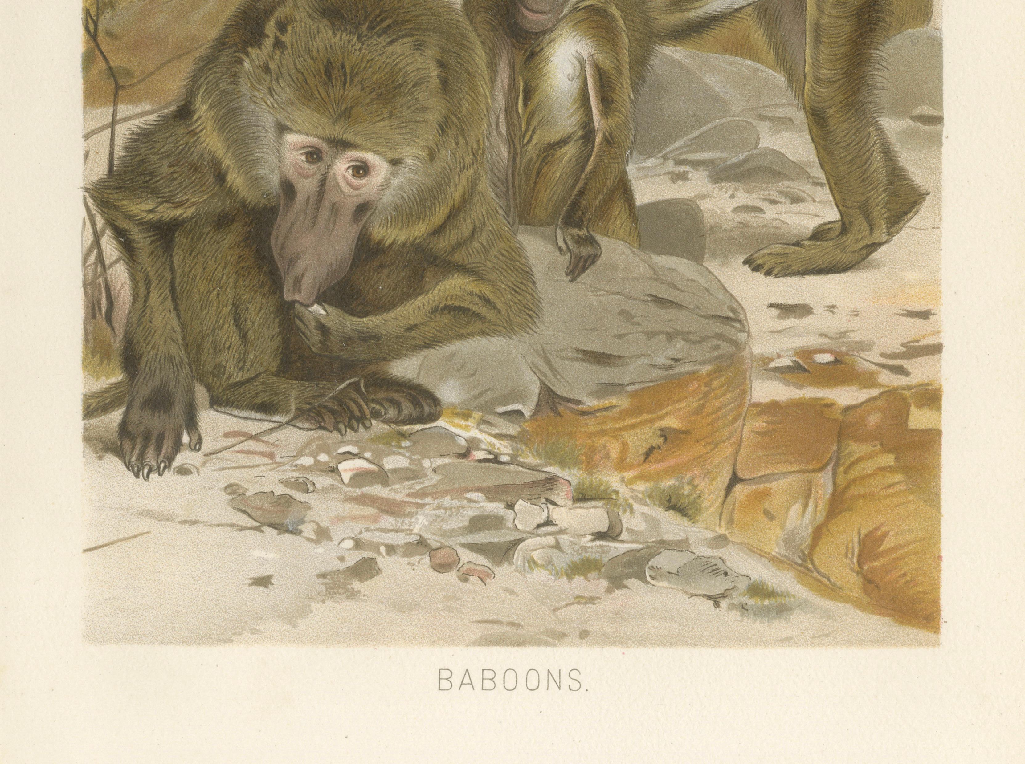 Baboons, Antique Primate Print, British Natural History Illustration 1894