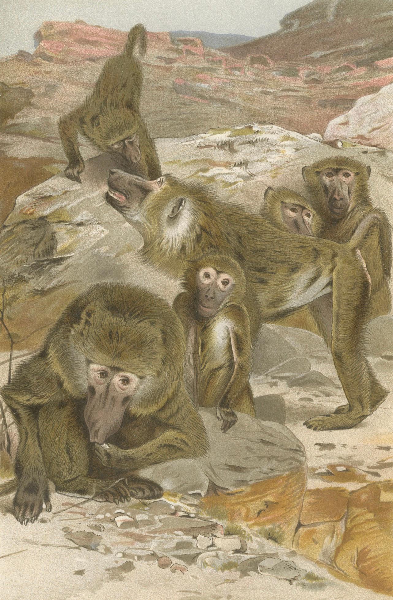 Baboons, Antique Primate Print, British Natural History Illustration 1894