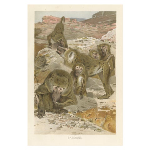 Baboons, Antique Primate Print, British Natural History Illustration 1894