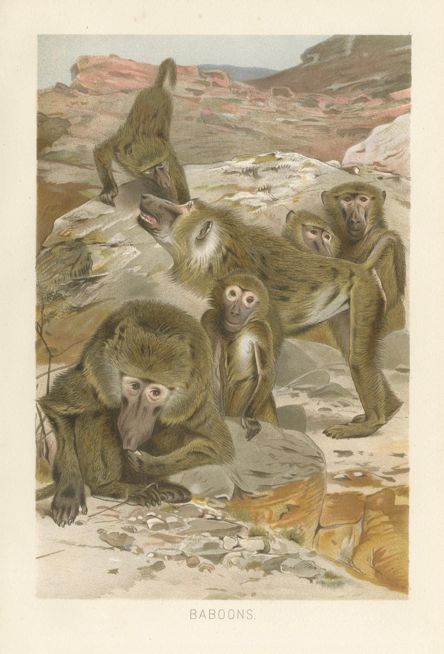 Baboons, Antique Primate Print, British Natural History Illustration 1894