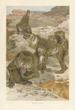Baboons, Antique Primate Print, British Natural History Illustration 1894