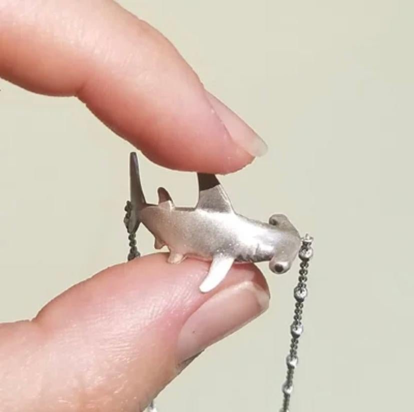 baby hammerhead shark for sale