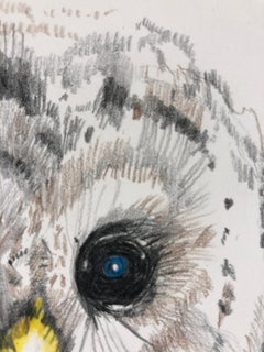 Baby Owl, Colored Pencil Drawing of a Fledgling Screech Owl, Matted and Framed