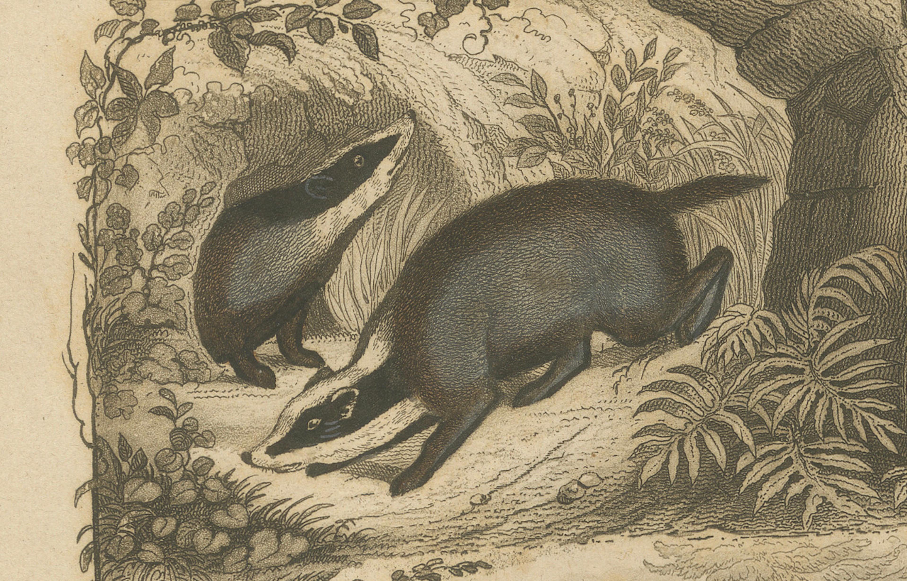 Badger and Otter Hunt – Antique German Engraving, circa 1840 In Good Condition For Sale In Langweer, NL