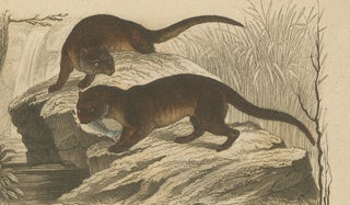 Badger and Otter Hunt, Antique German Engraving, circa 1840, view 5
