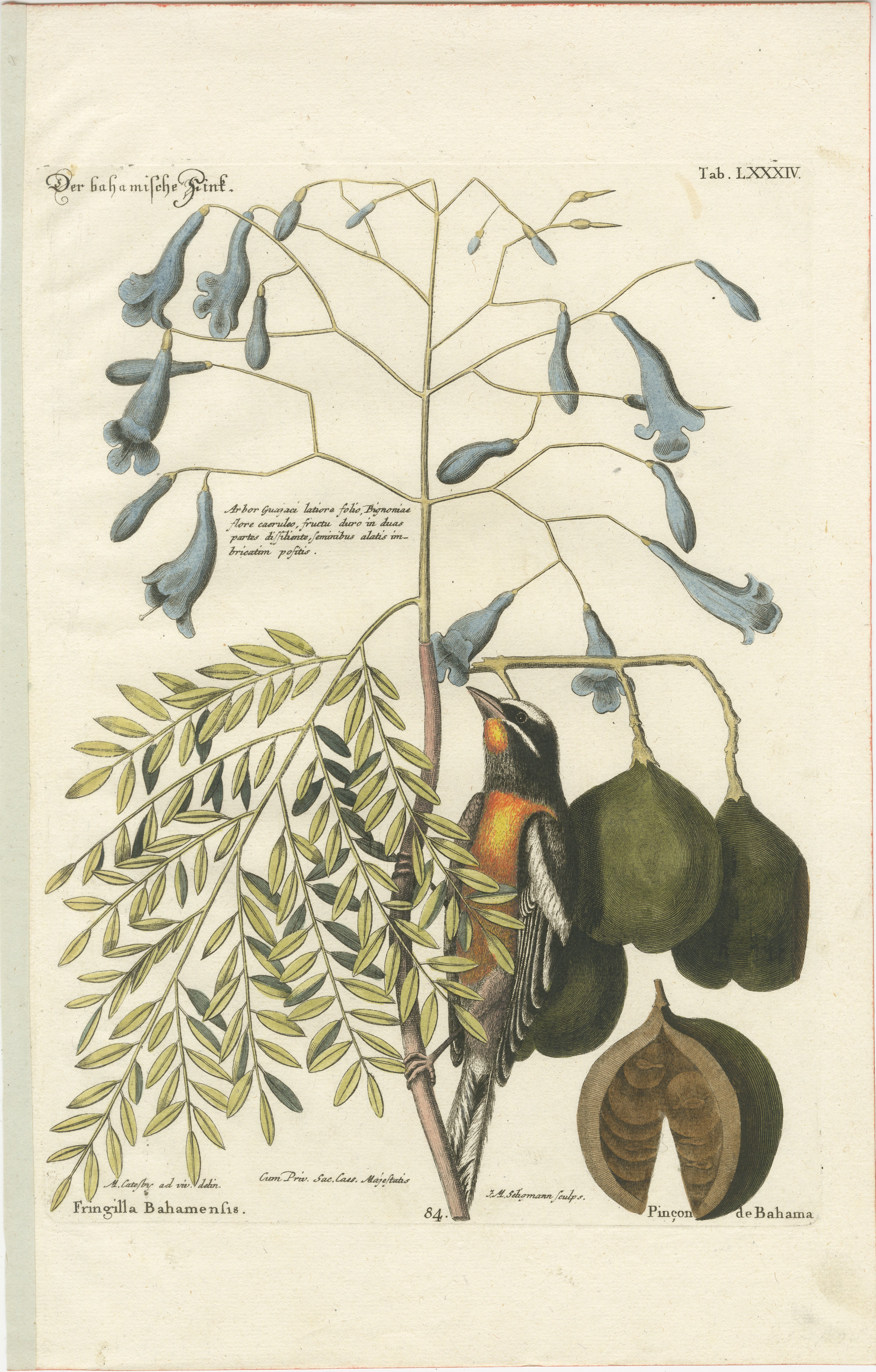 Bahama-Finish-Gravur von J.M. Seligmann nach George Edwards, handkoloriert, 18. Jahrhundert  

Dieser exquisite handkolorierte Stich aus dem 18. Jahrhundert zeigt den Bahama-Fink, einen lebhaften Vogel, der von Johann Michael Seligmann nach der