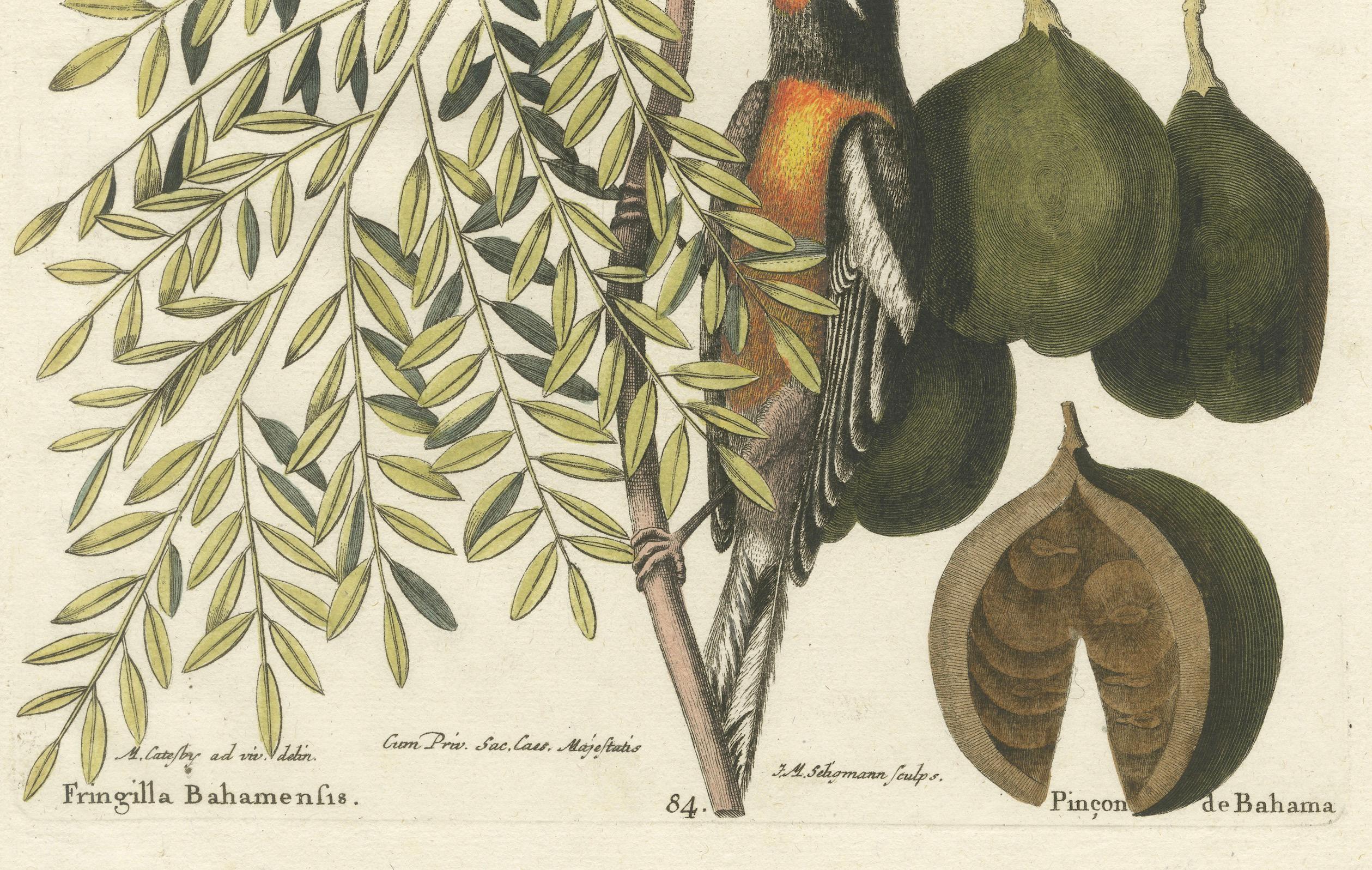 Bahama-Finish-Gravur von J.M. Seligmann, handkolorierter Vogeldruck, 18. Jahrhundert im Zustand „Gut“ im Angebot in Langweer, NL