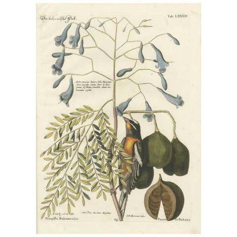 Bahama Finch Engraving by J.M. Seligmann, Hand-Colored Bird Print, 18th century