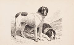 Smooth and Rough Saint Bernard's