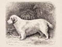 The Clumber Spaniel