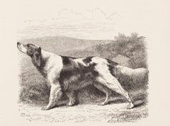 Il Setter inglese