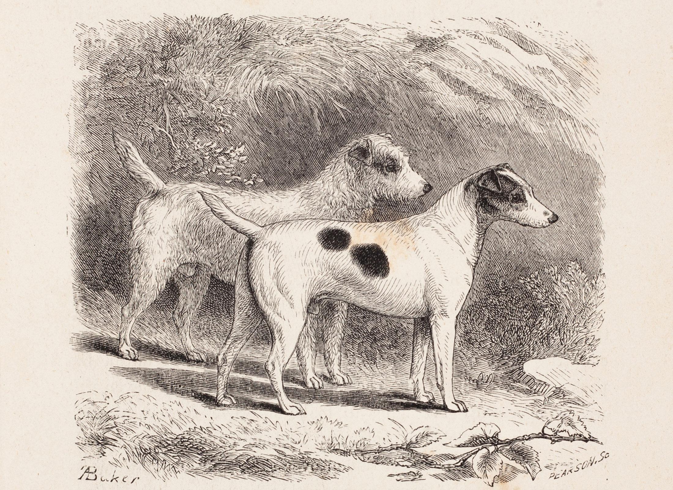 Baker Print - The Fox Terrier, Smooth and Rough