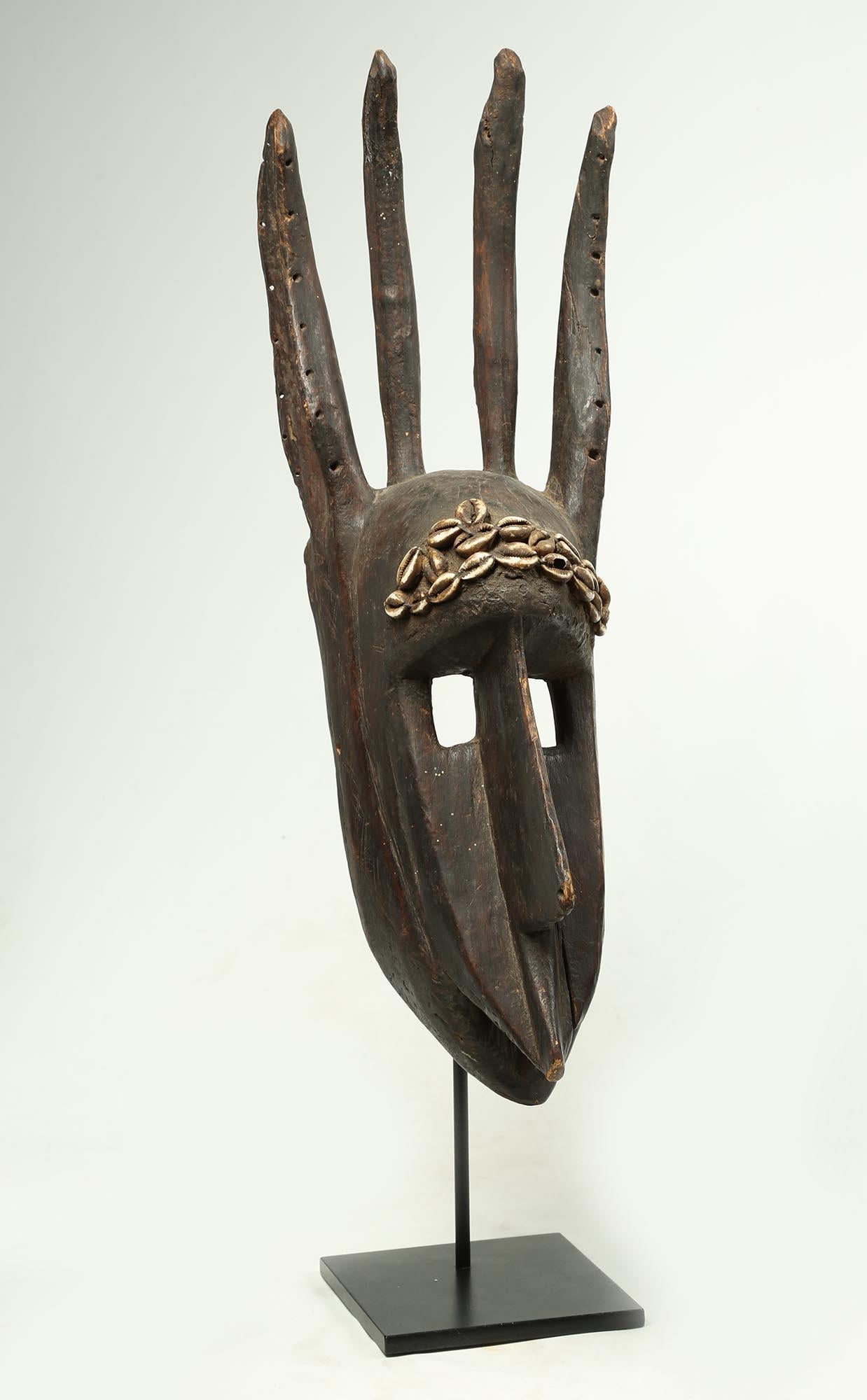 Look, this has a terrific profile and side view! Bambara stylized antelope-human wood mask with extended long nose, pointed mouth, extended ears on either side of two horns and with attached cowrie shells on forehead, early 20th century, Mali,