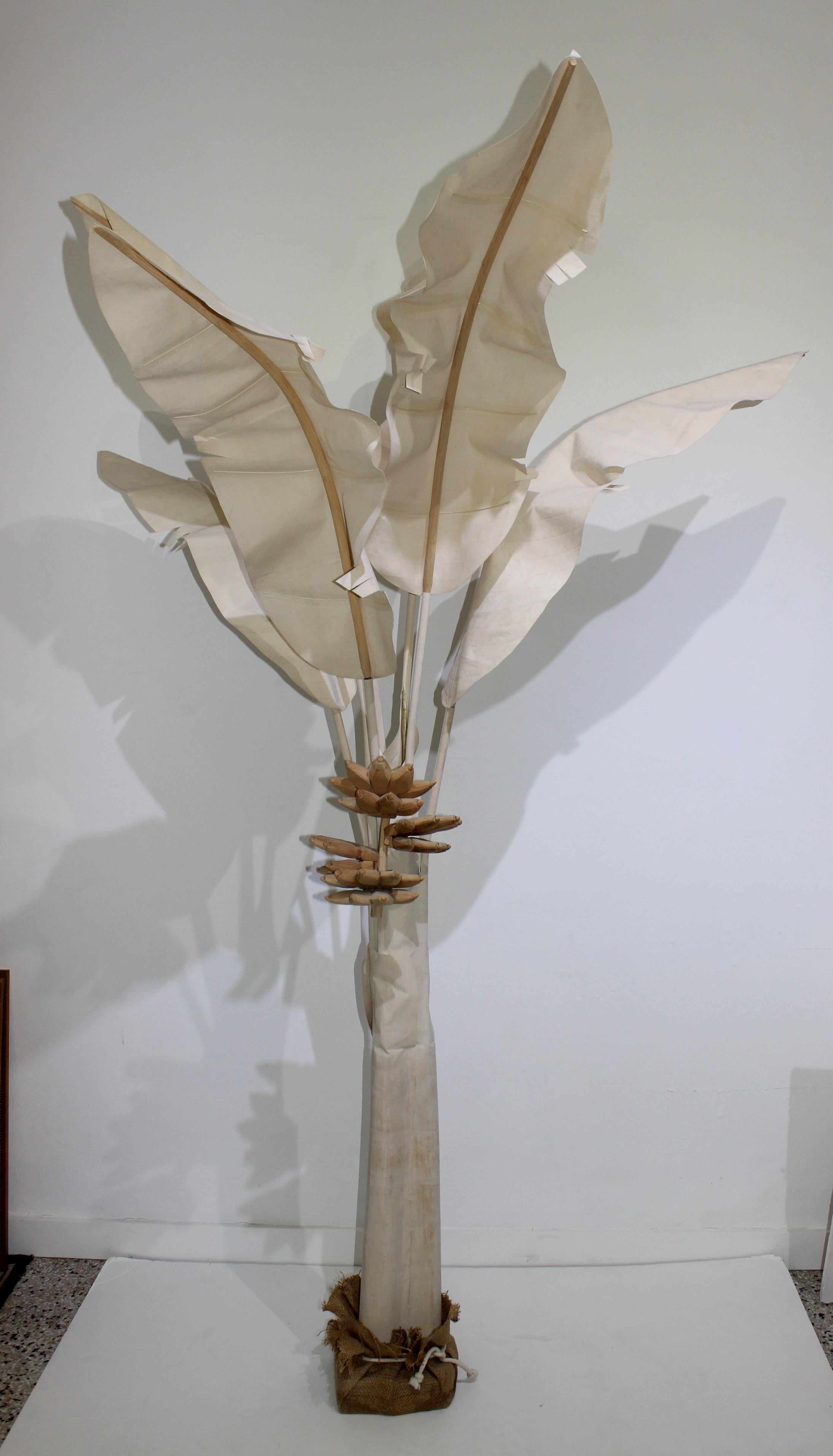 white banana tree
