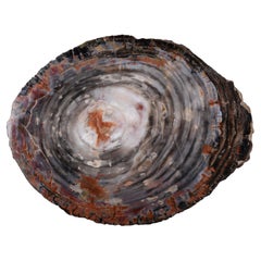 Banded White-Grey Fossilised Wood Cross Section