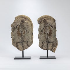 Barasaurus besairiei (Positive and Negative Pair) Mounted on Metal Stand 255MO