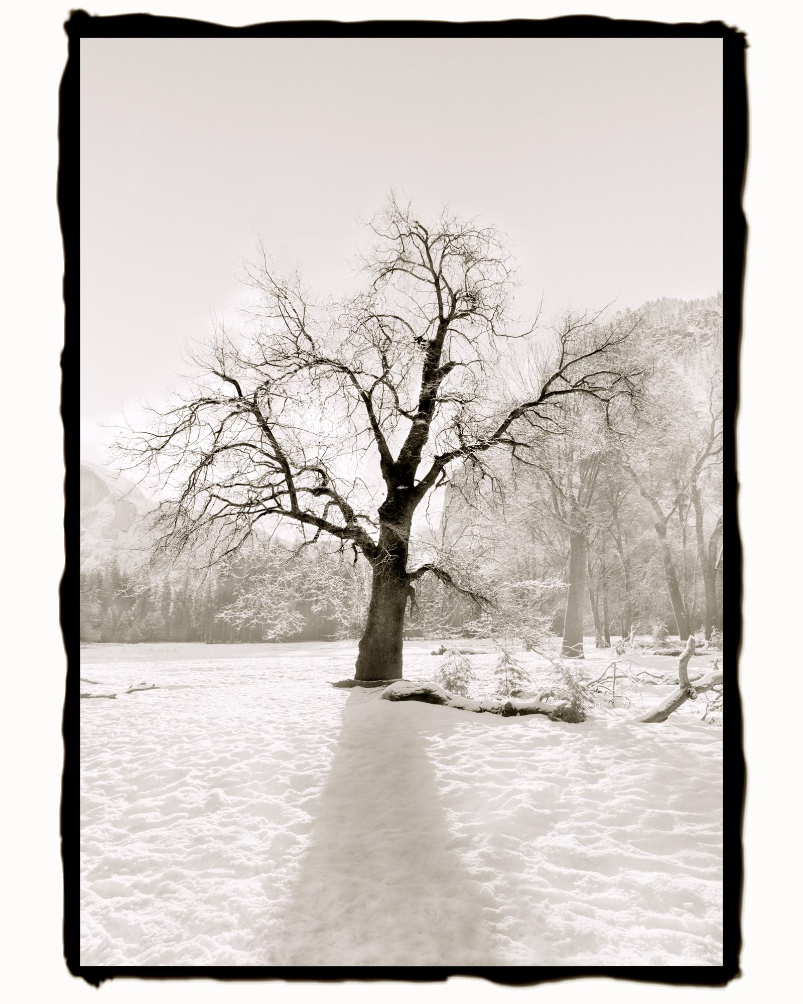 Barbara Ann Leideritz Black and White Photograph - Backlit Oak