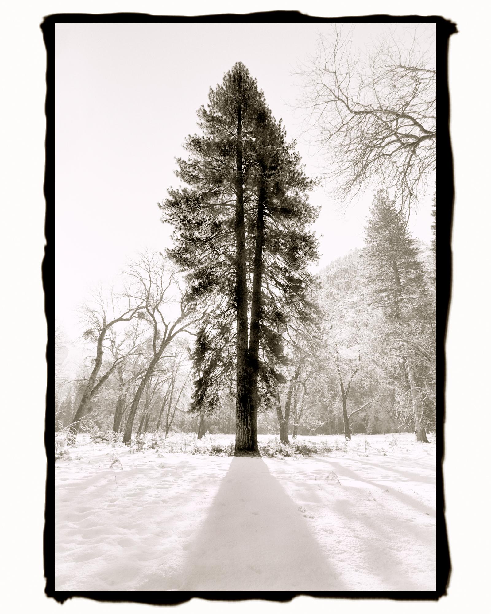 Barbara Ann Leideritz Landscape Photograph - Backlit Pine