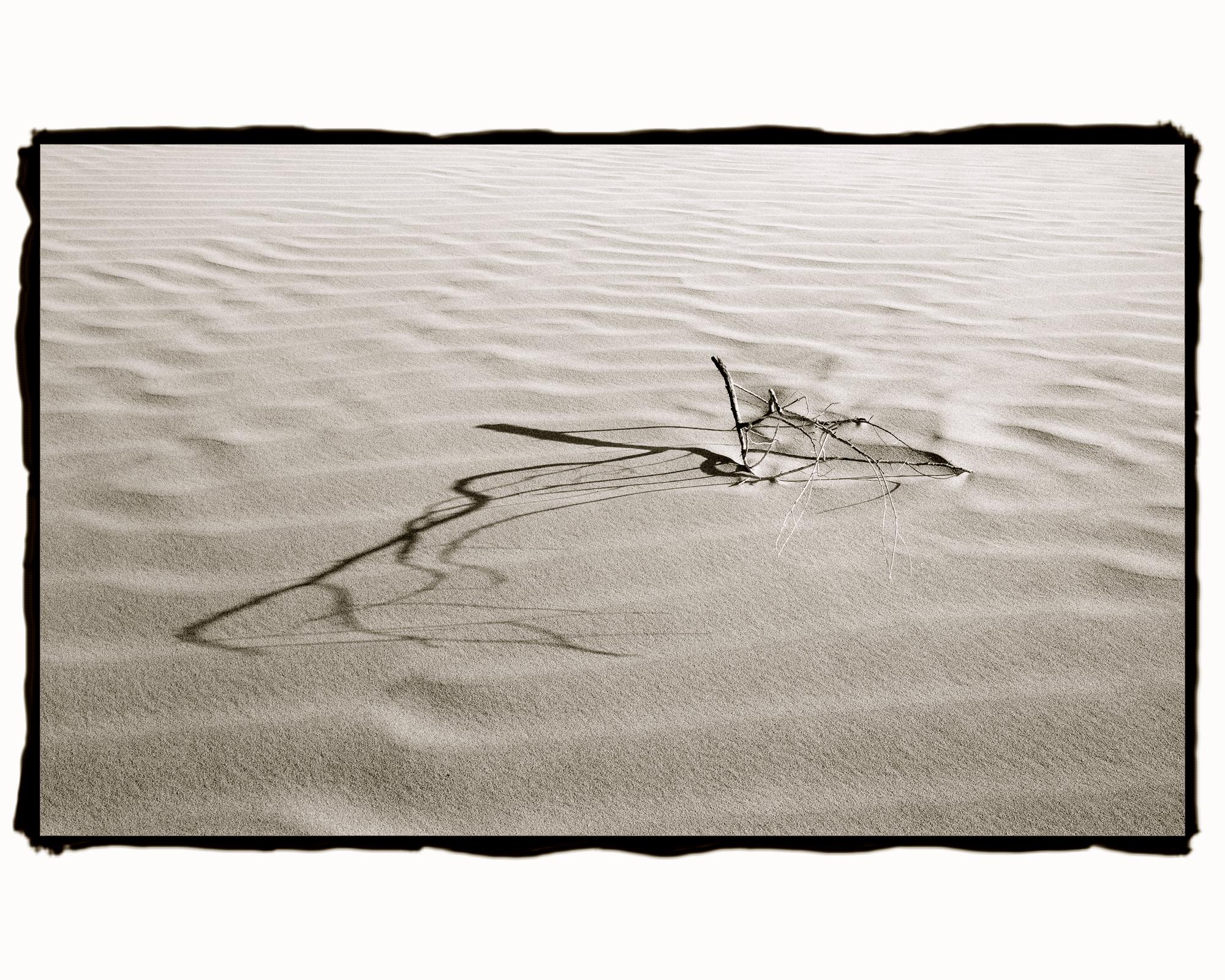 Barbara Ann Leideritz Black and White Photograph - Branches in Dune