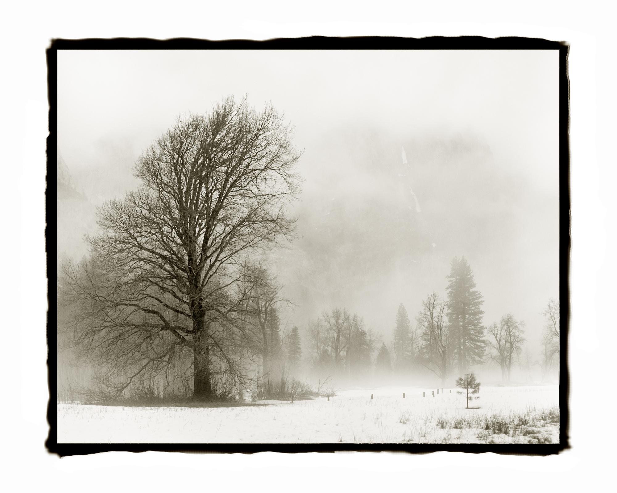 Barbara Ann Leideritz Landscape Photograph - Oaks and Mist