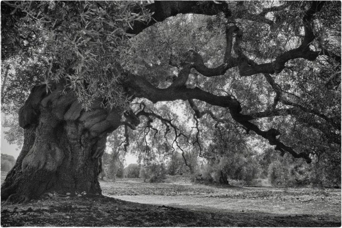 Black and White Photograph Barbara Luisi - Ulivo abbandonato