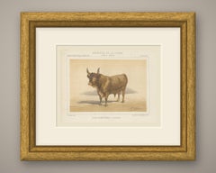 Baretonne Bull with Frontlet, French Cattle Chromolithograph, 1863