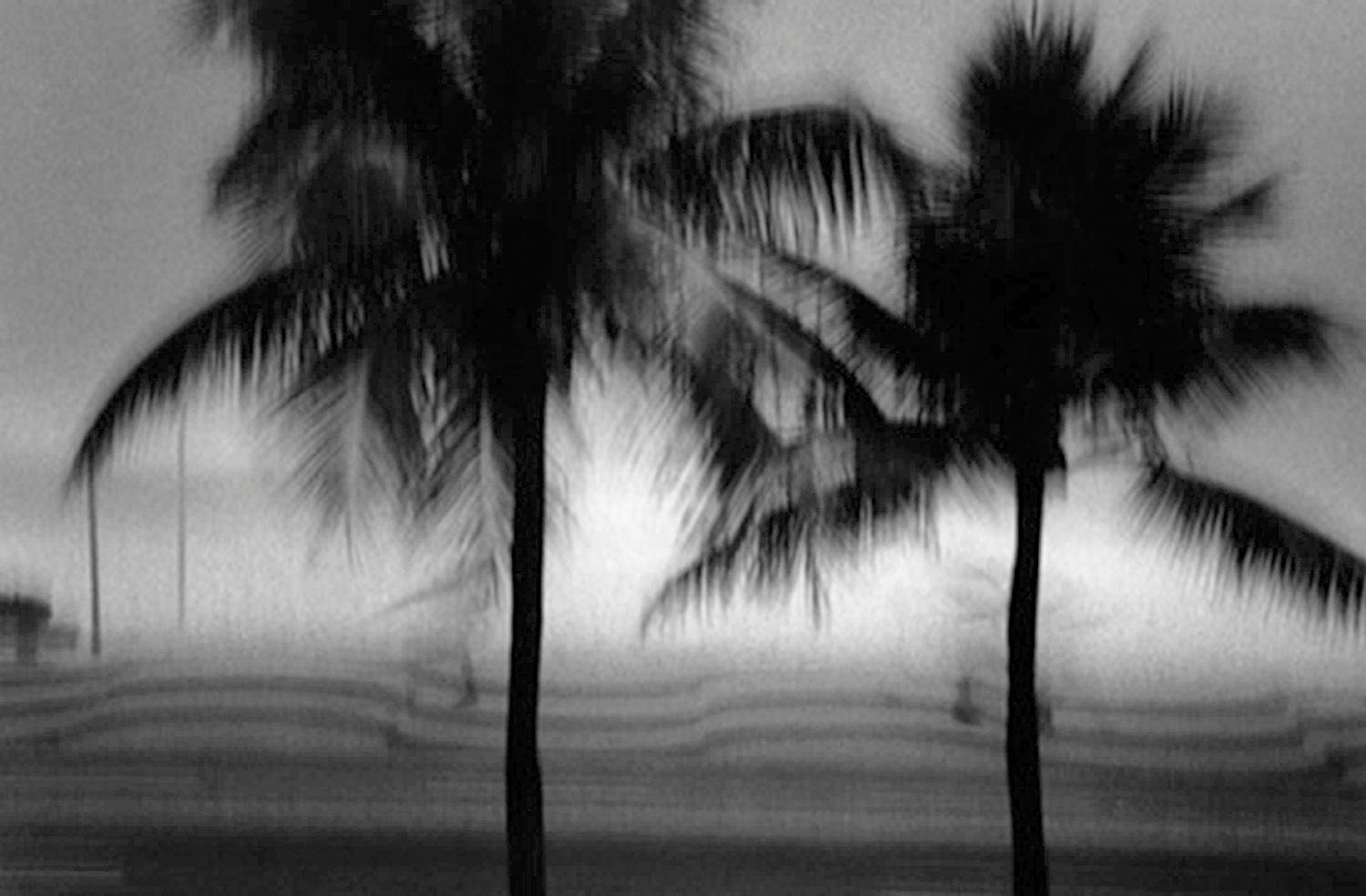 Barnaby Hall Black and White Photograph - Copacabana Palms, Brazil