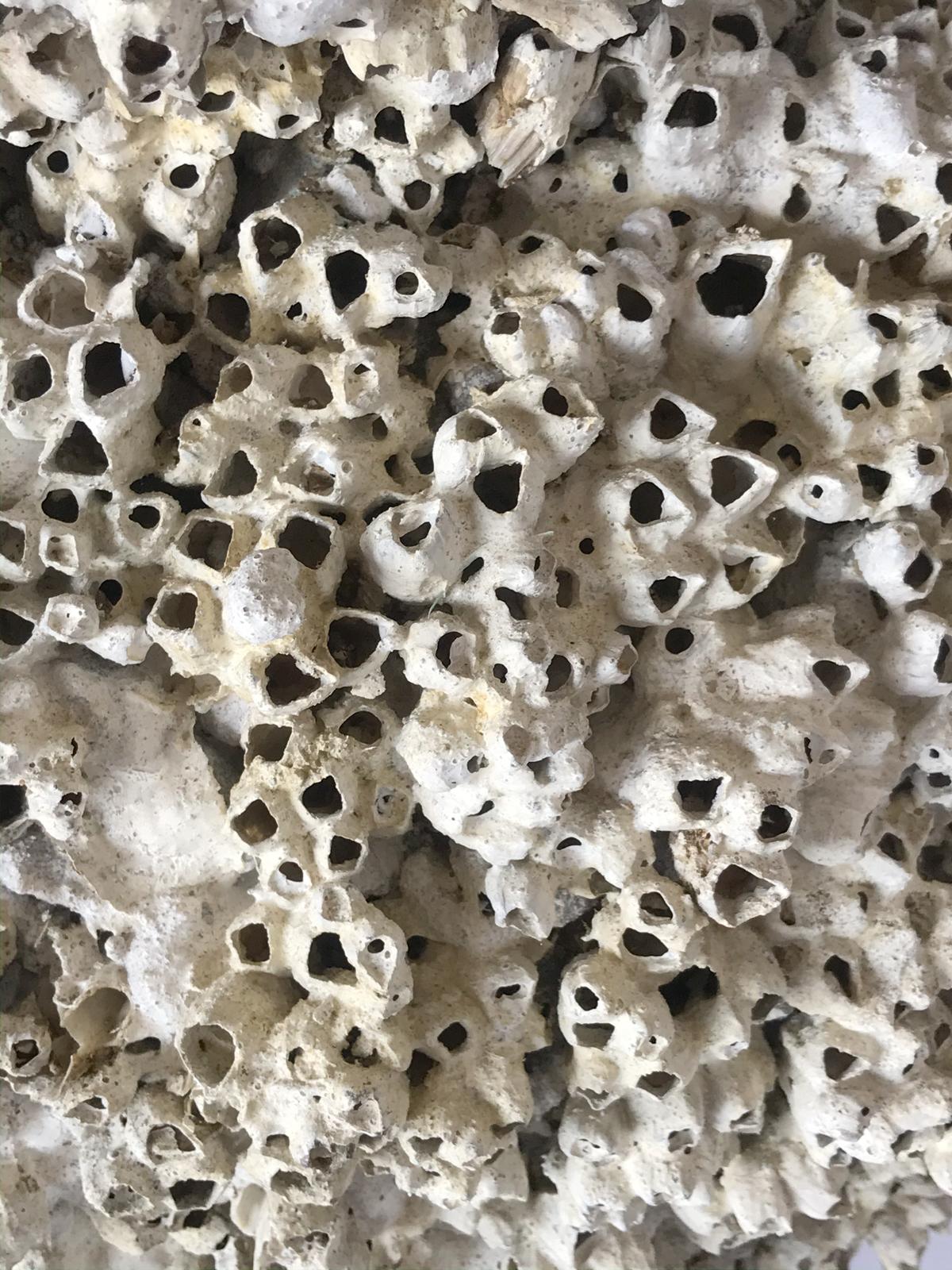 Barnacle Encrusted Ceramic Urns In Good Condition In Los Angeles, CA