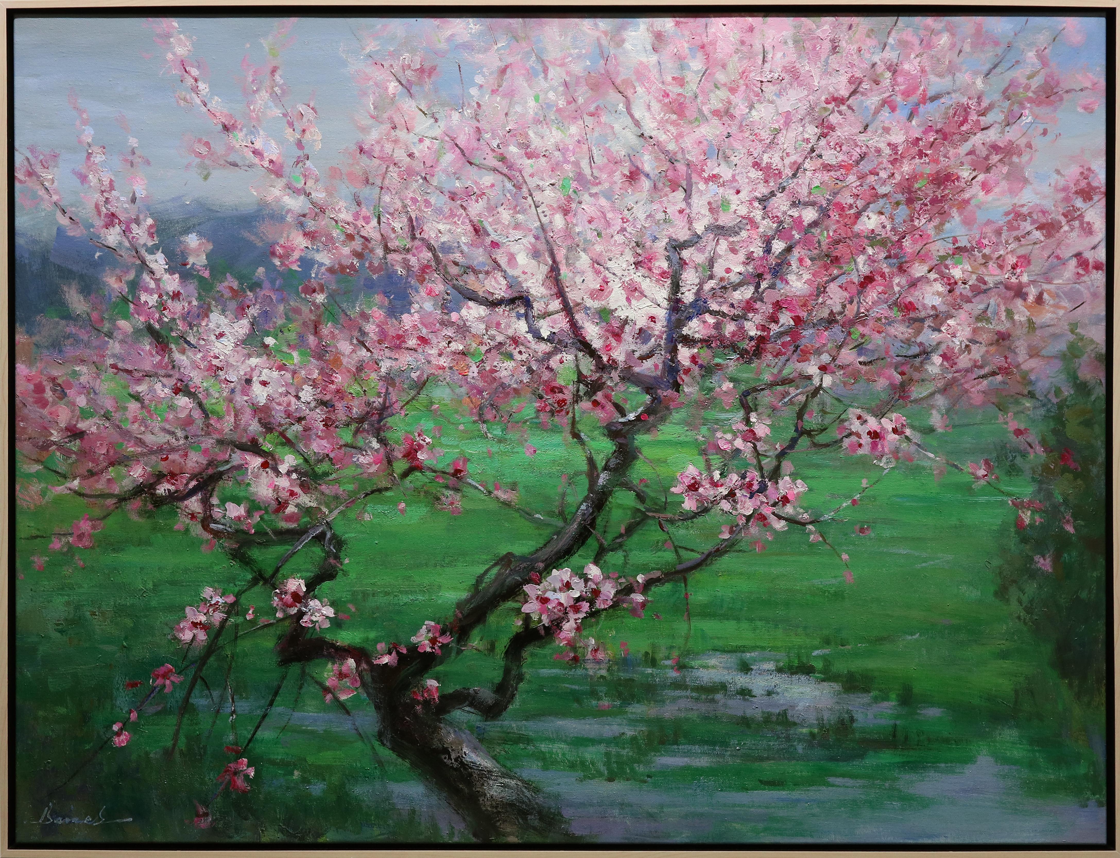 Among the Cherry Trees