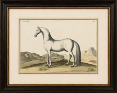 Baron Eisenberg Arabian Horse — “L’Arabe” Equestrian Engraving, 1727