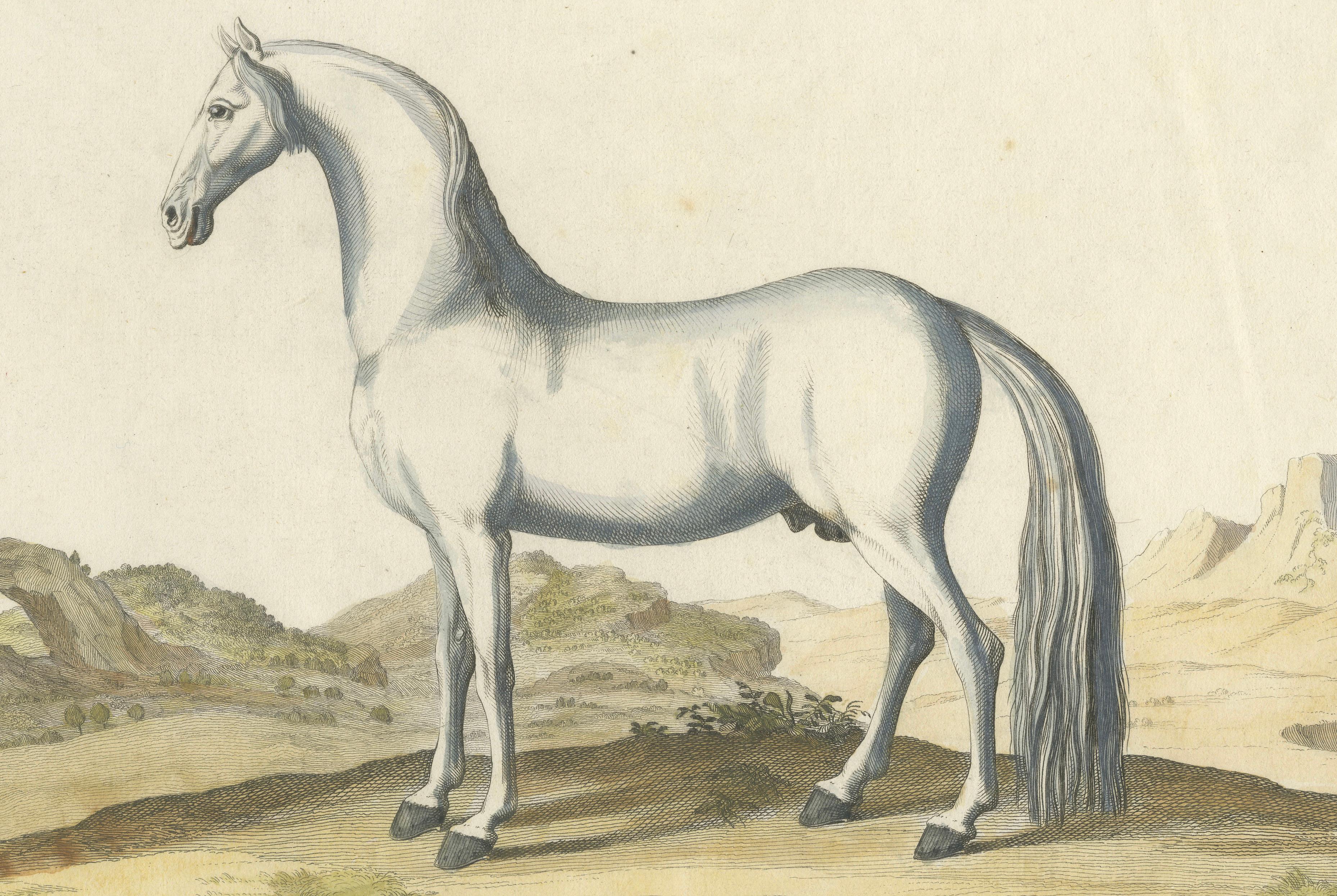 Baron Eisenberg Arabian Horse — “L’Arabe” Equestrian Engraving, 1727