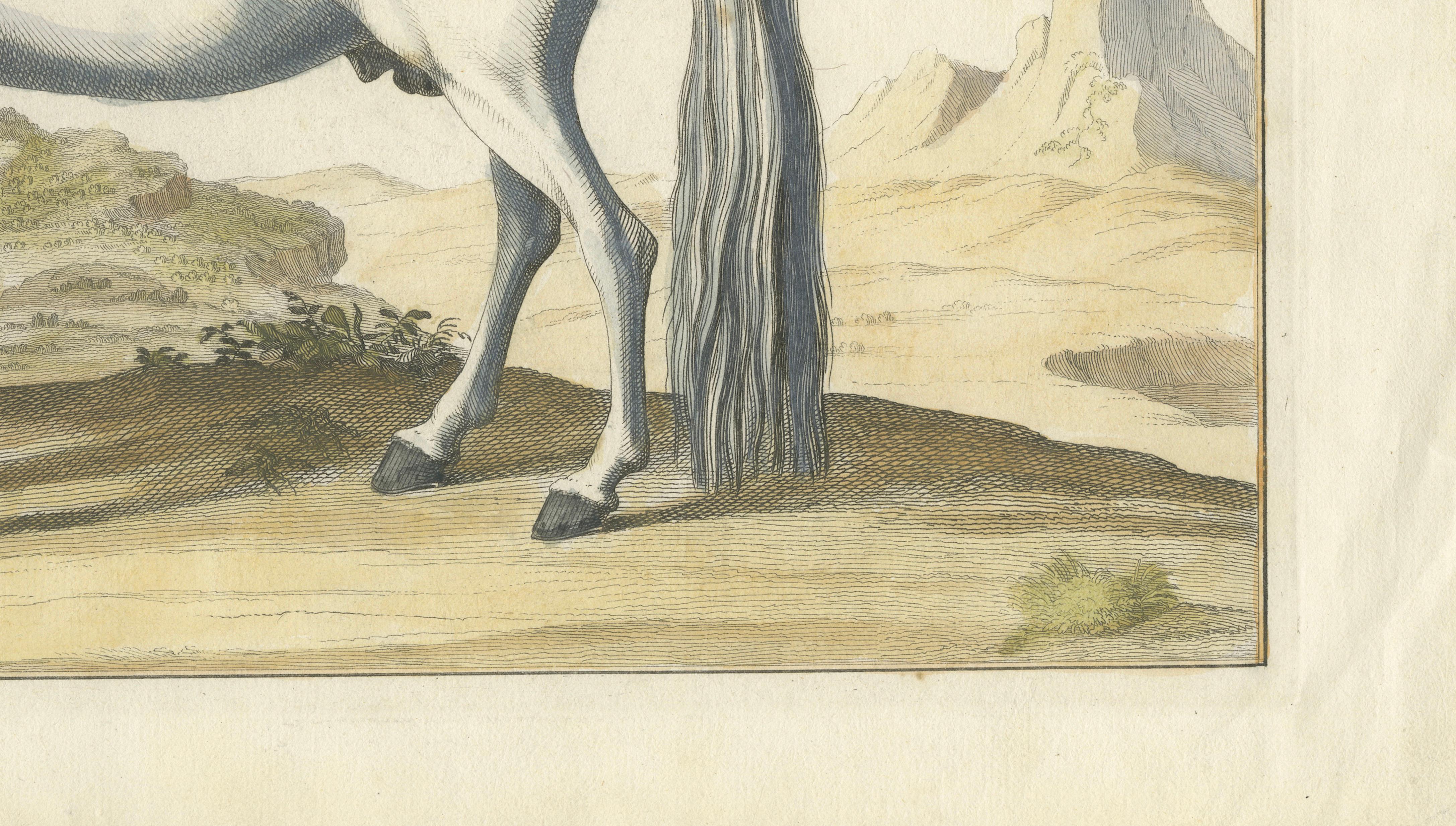 Baron Eisenberg Arabian Horse — “L’Arabe” Equestrian Engraving, 1727