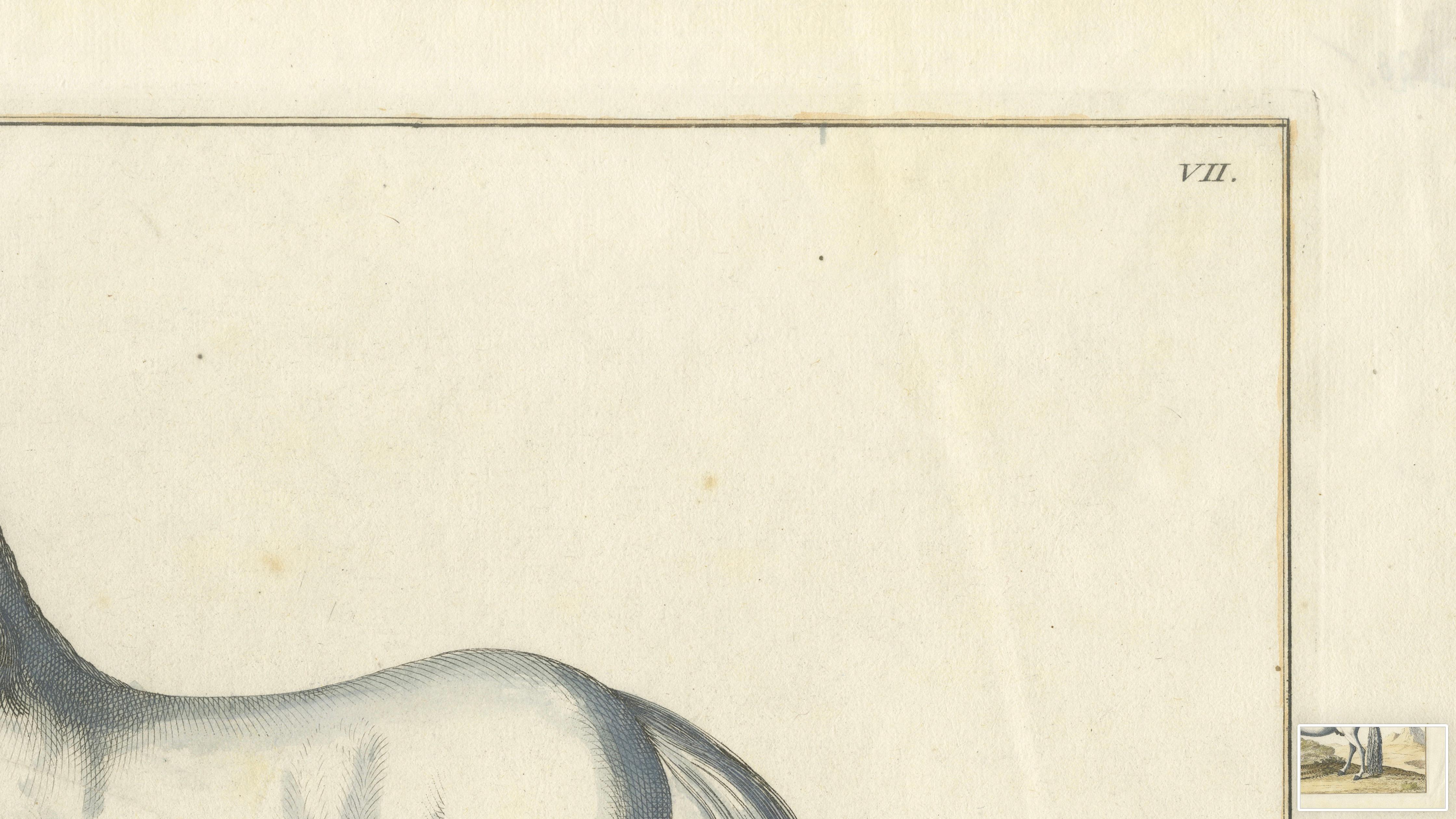 Baron Eisenberg Arabian Horse — “L’Arabe” Equestrian Engraving, 1727