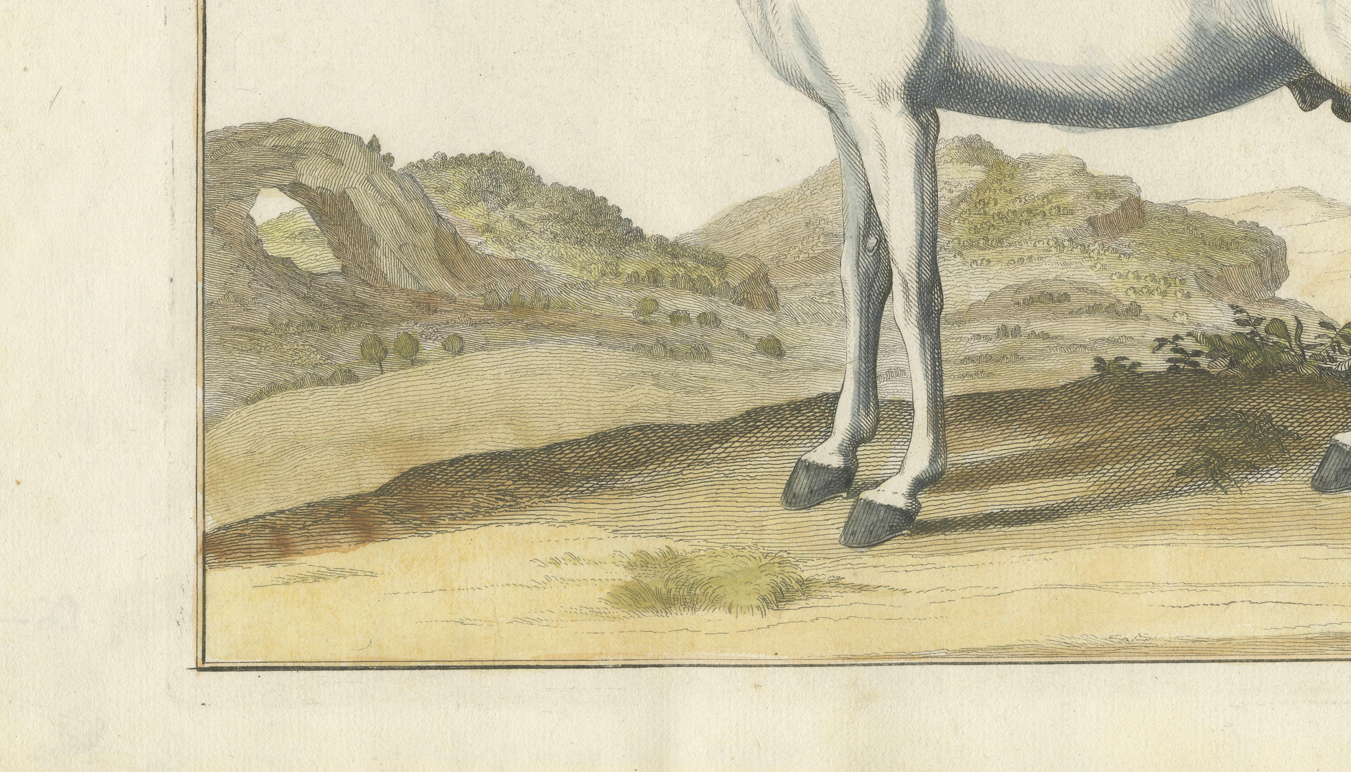 Baron Eisenberg Arabian Horse — “L’Arabe” Equestrian Engraving, 1727