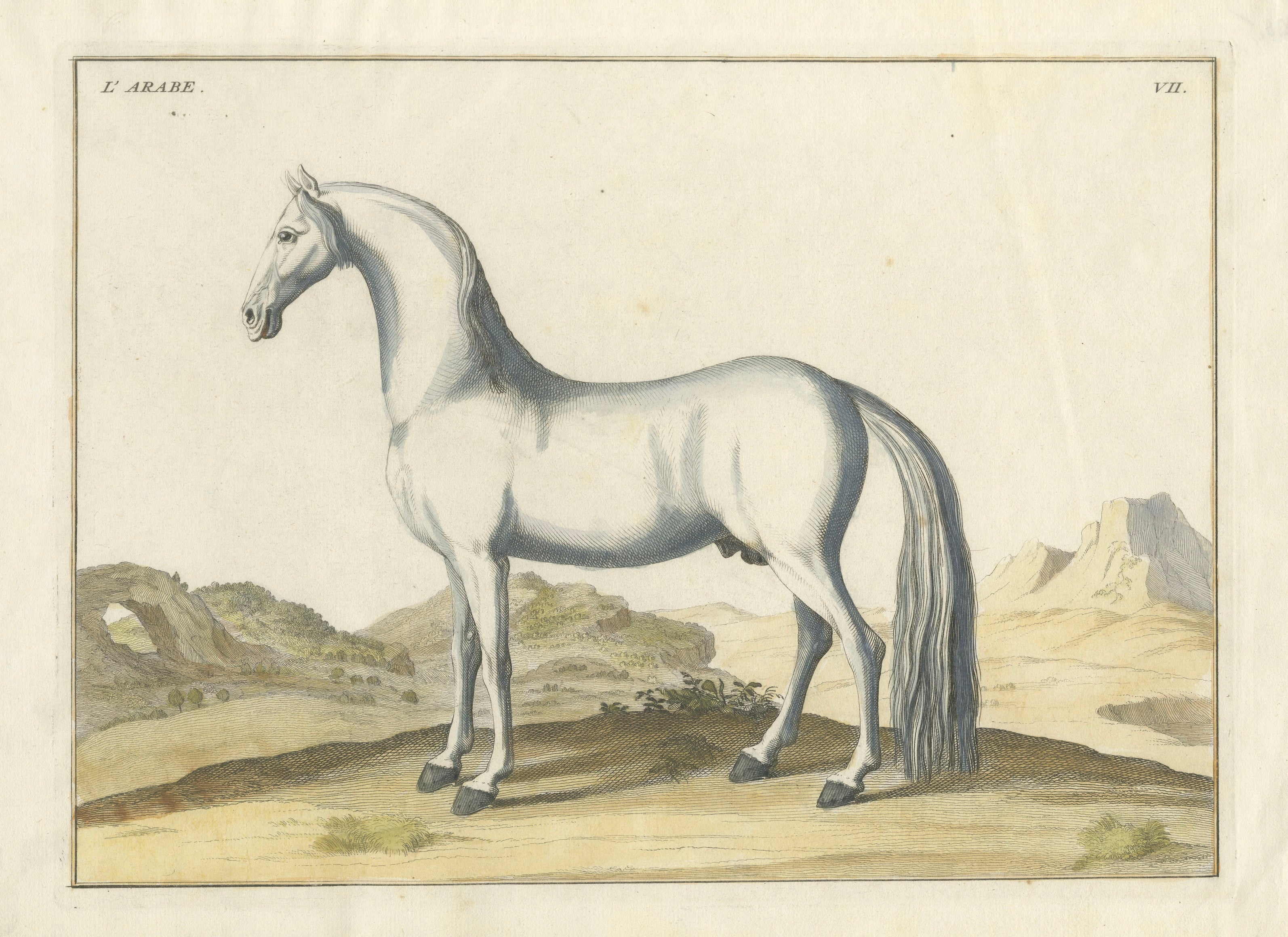Baron Eisenberg Arabian Horse — “L’Arabe” Equestrian Engraving, 1727