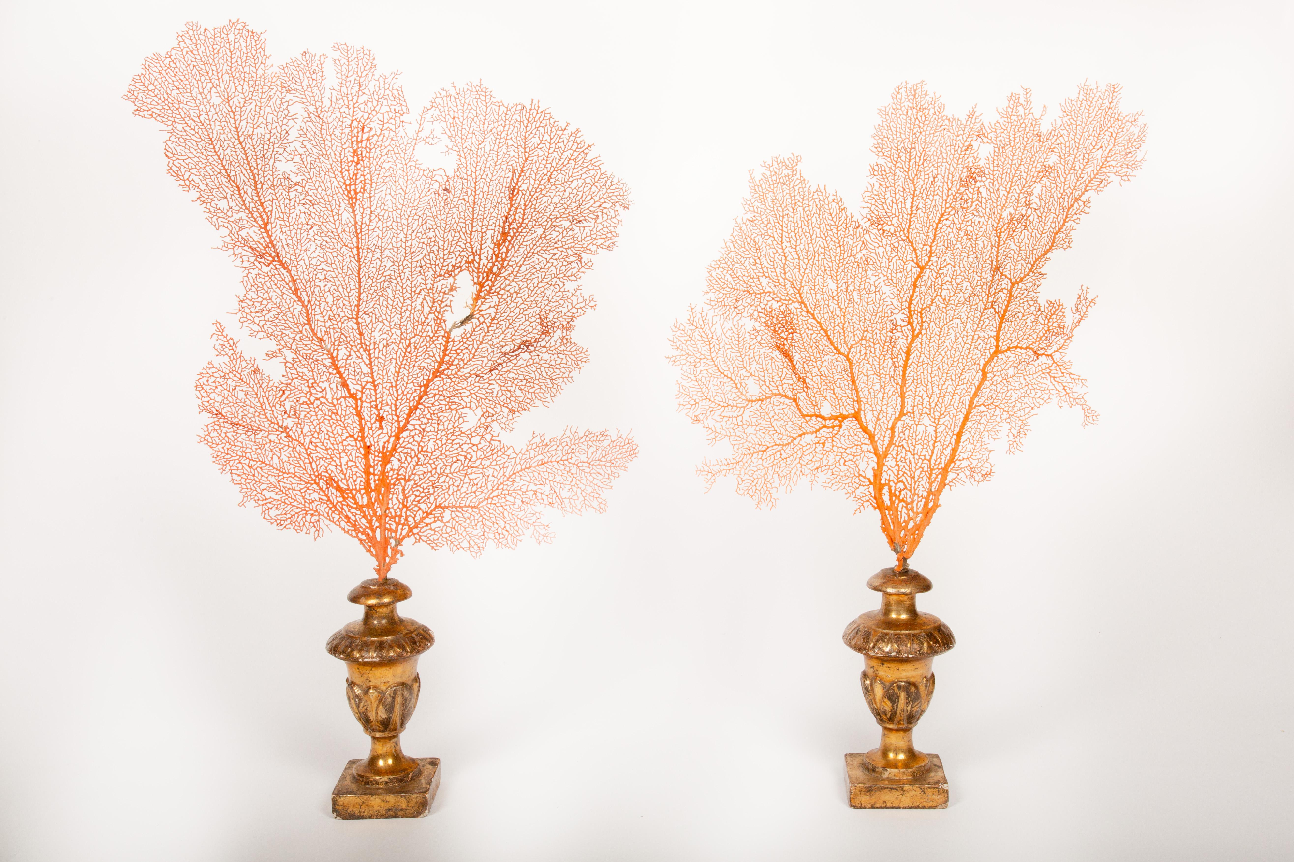 A stunning pair of natural red sea fans, artistically mounted on exquisite 18th-century sculpted and gilt wooden bases. The delicate, lace-like coral fans showcase intricate organic patterns, beautifully contrasting with the rich patina and