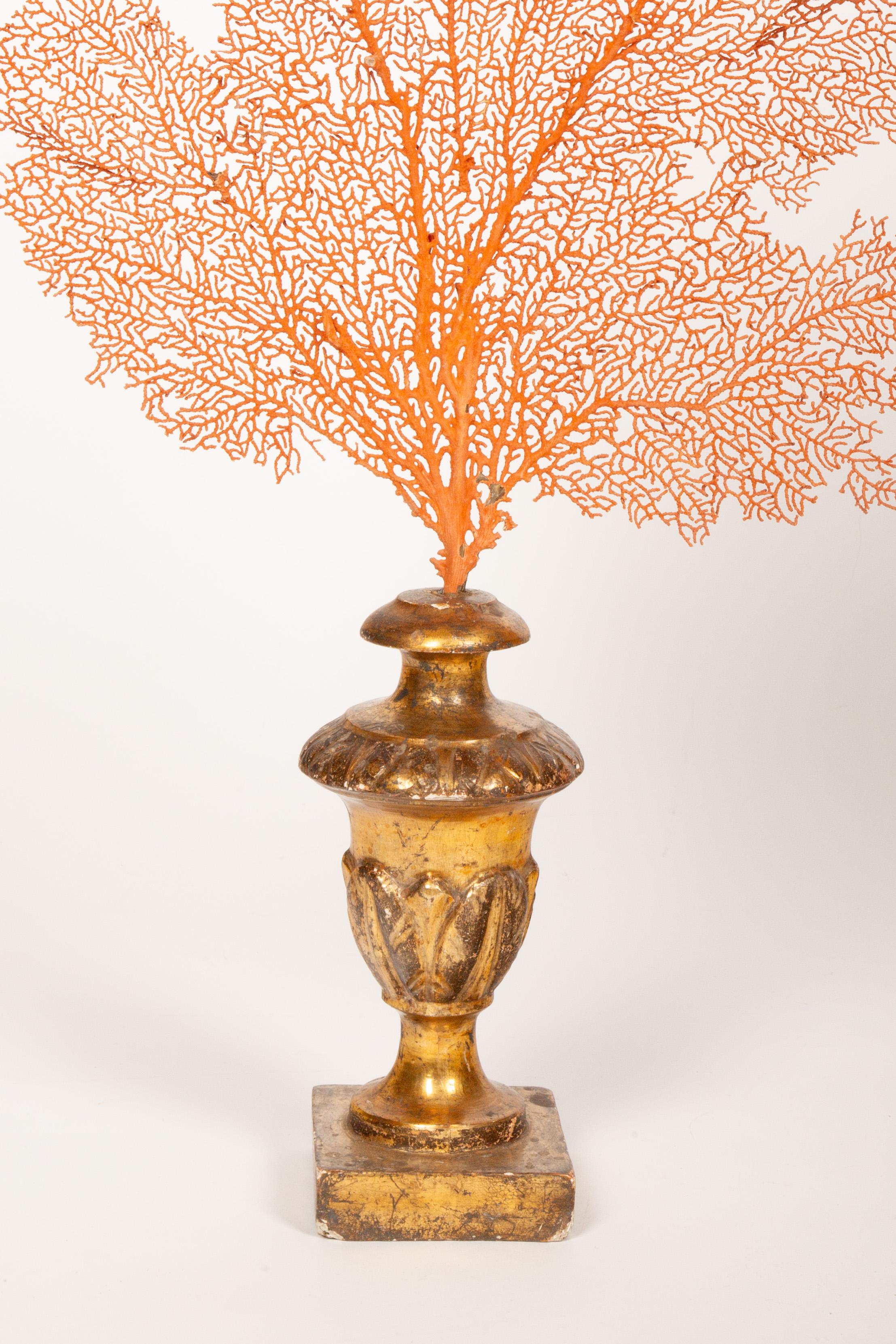 Renaissance Baroque Meets the Sea: Mounted Red Coral Fans on Antique Gilt Bases 28