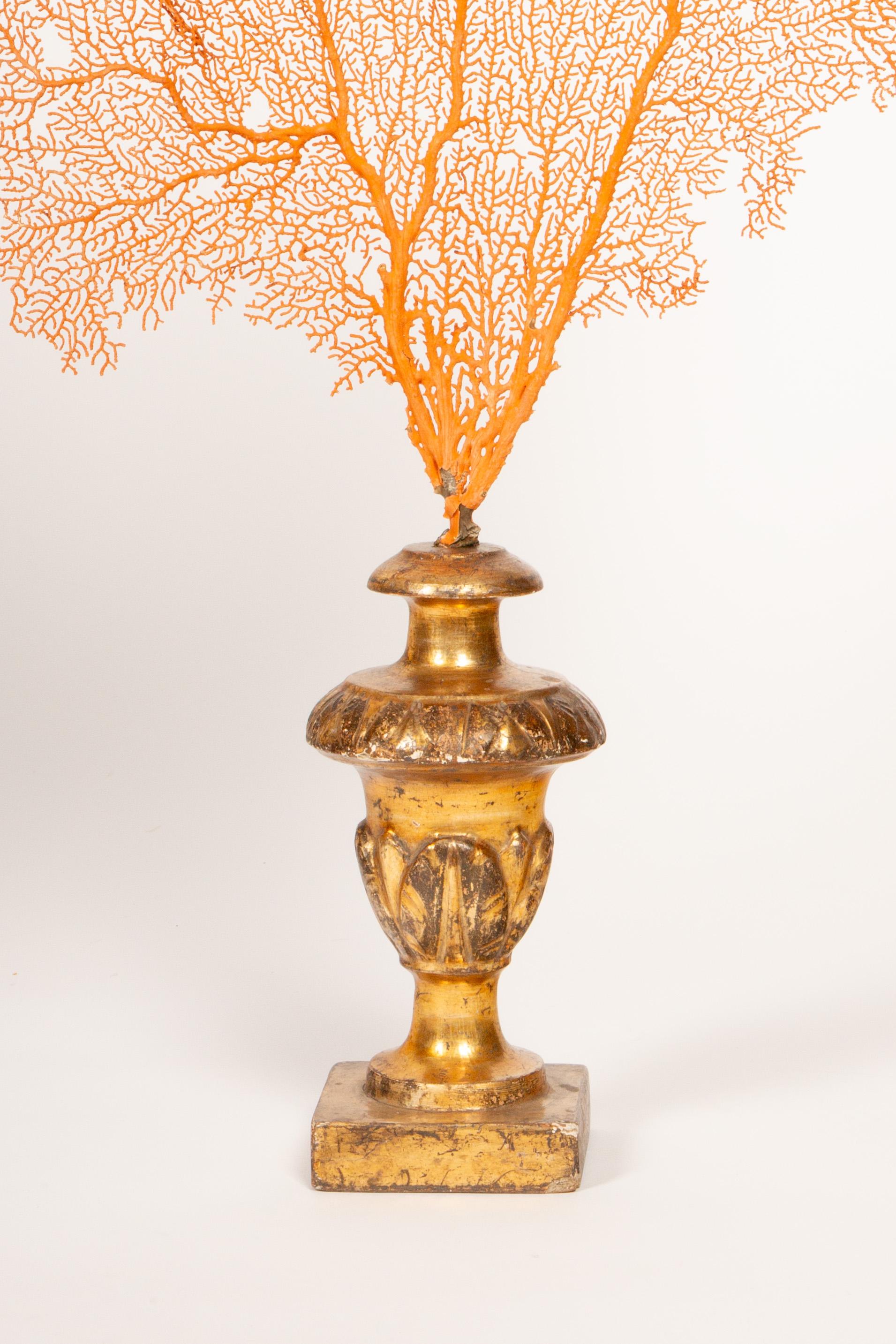 Italian Baroque Meets the Sea: Mounted Red Coral Fans on Antique Gilt Bases 28