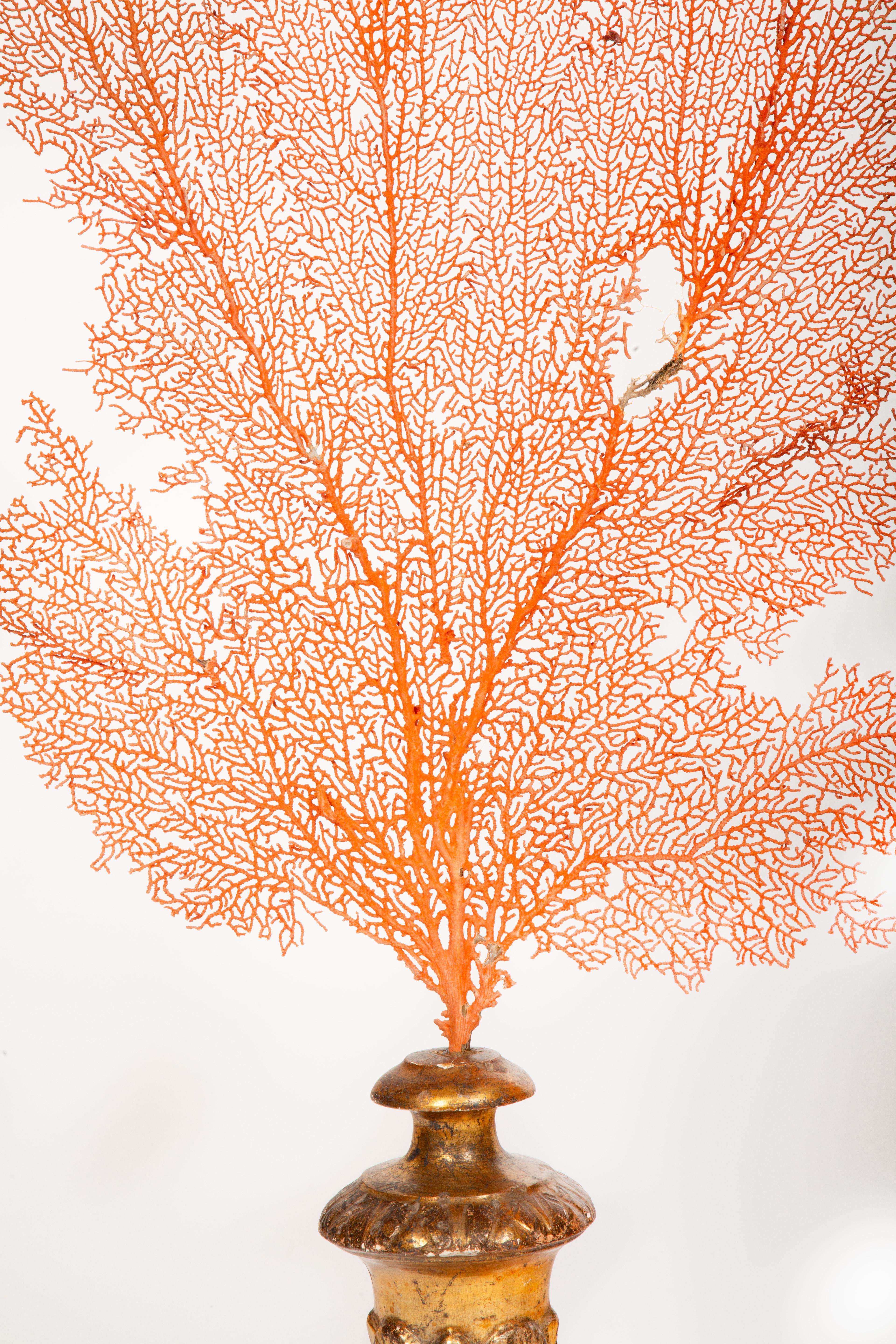 Contemporary Baroque Meets the Sea: Mounted Red Coral Fans on Antique Gilt Bases 28