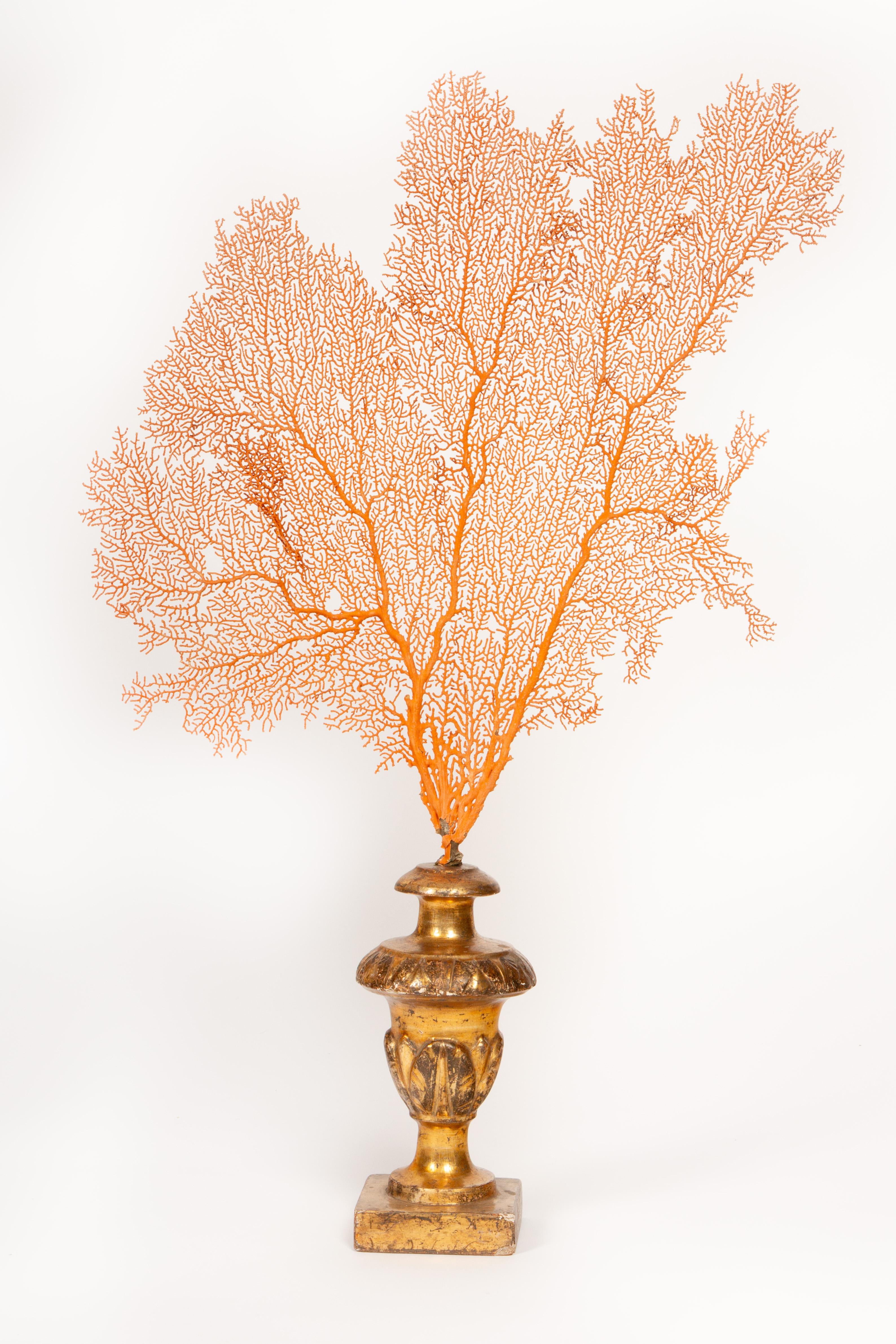 Wood Baroque Meets the Sea: Mounted Red Coral Fans on Antique Gilt Bases 28
