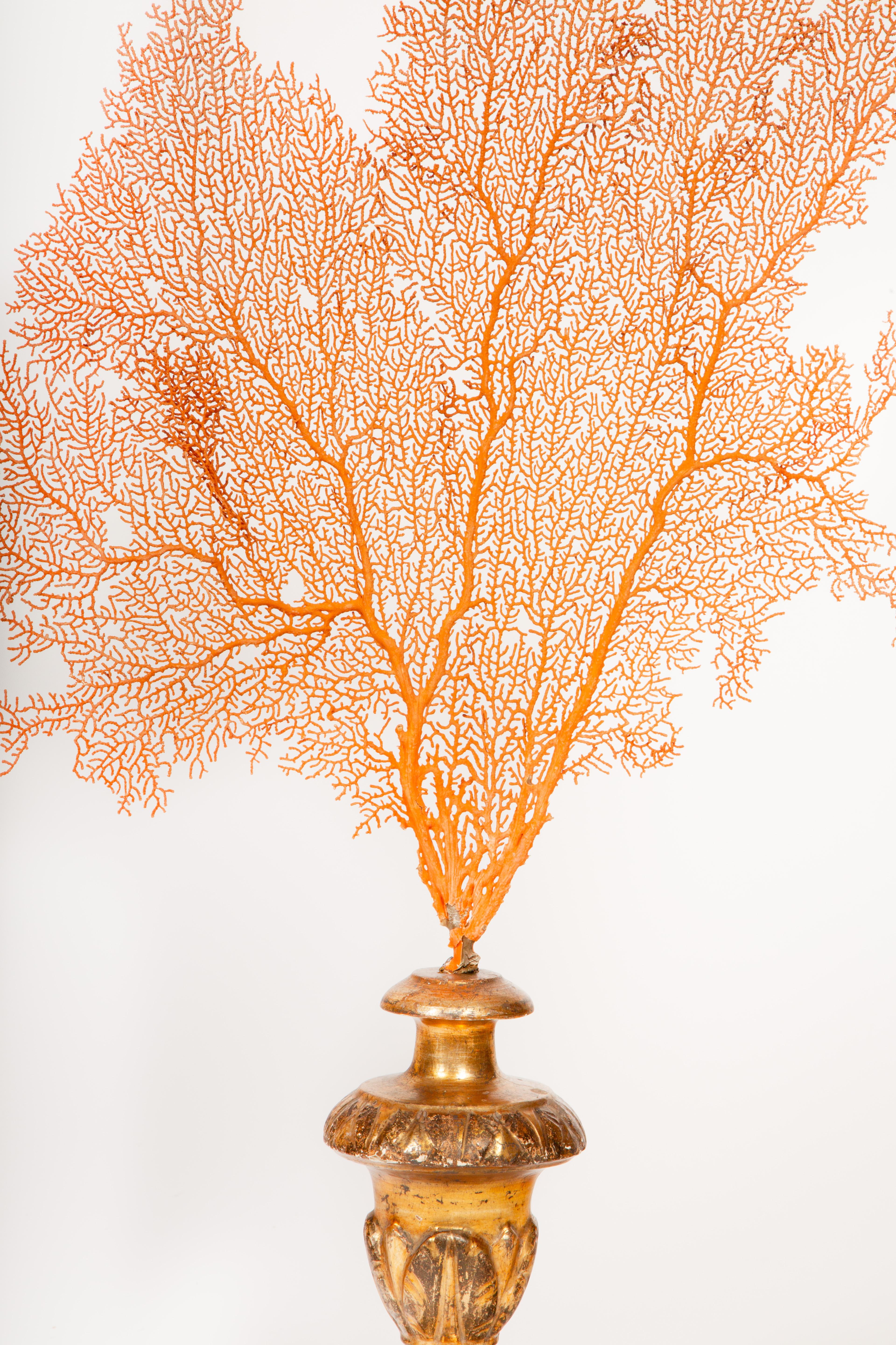 Baroque Meets the Sea: Mounted Red Coral Fans on Antique Gilt Bases 28