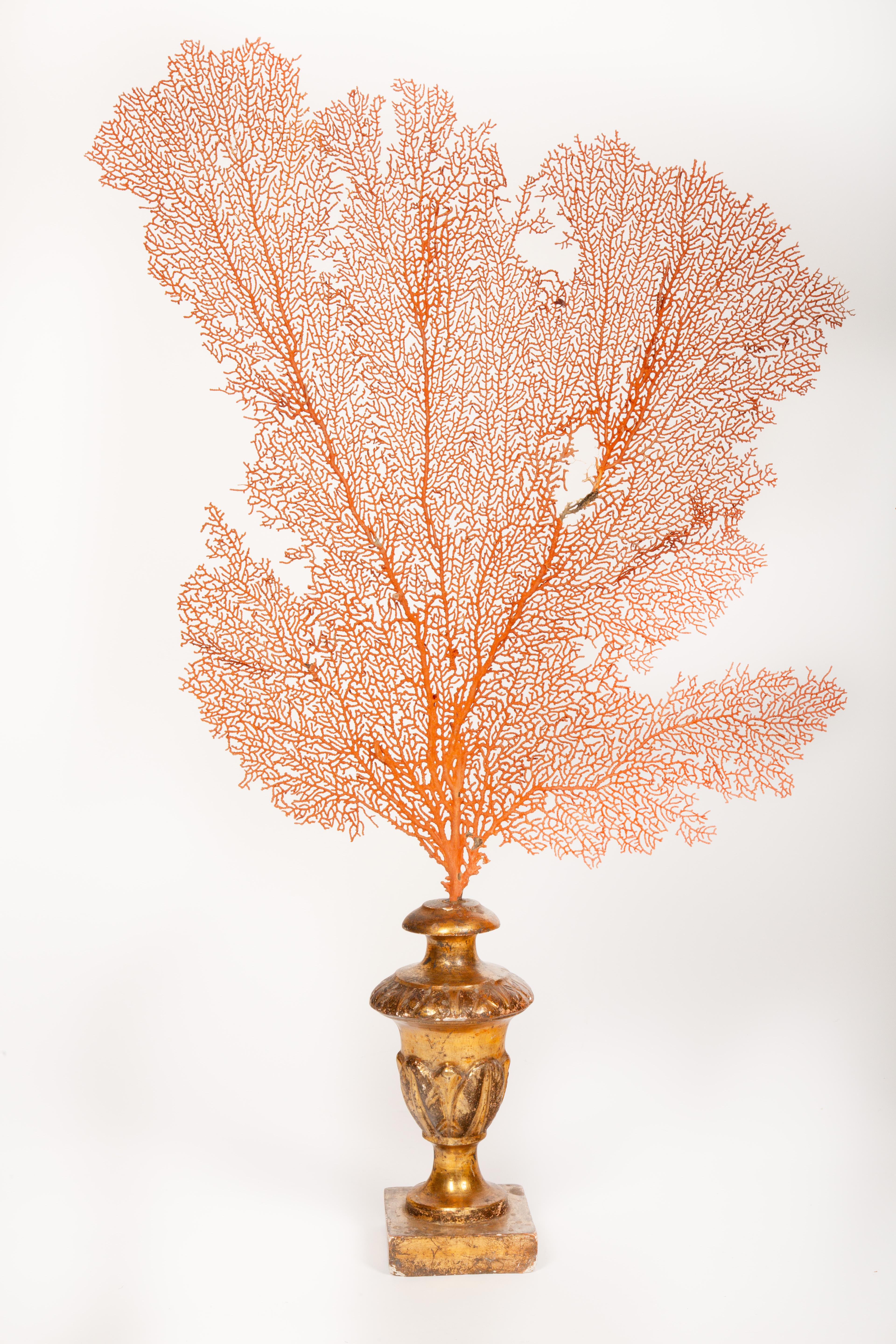 Baroque Meets the Sea: Mounted Red Coral Fans on Antique Gilt Bases 28