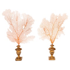Baroque Meets the Sea: Mounted Red Coral Fans on Antique Gilt Bases 28"H
