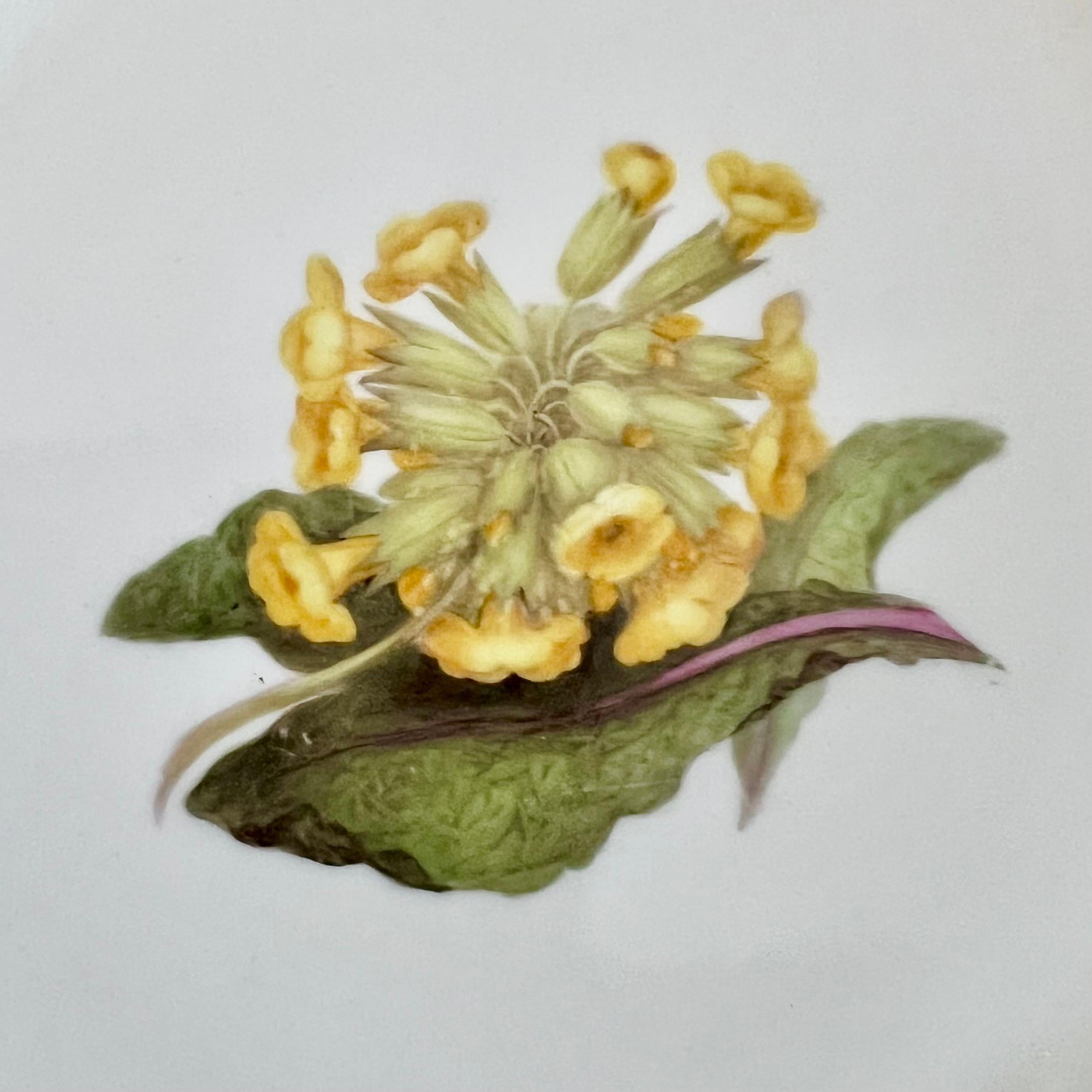 Barr Flight & Barr Teil-Dessertservice, Blumen von William Billingsley, 1808-10 im Angebot 5