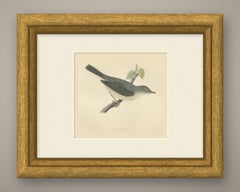 Barred Warbler on a Leafy Twig, Antique Hand Colored Bird Plate, Morris, 1896